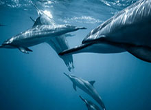 九城游戏中心官网-中国农村惊现女性印度军人